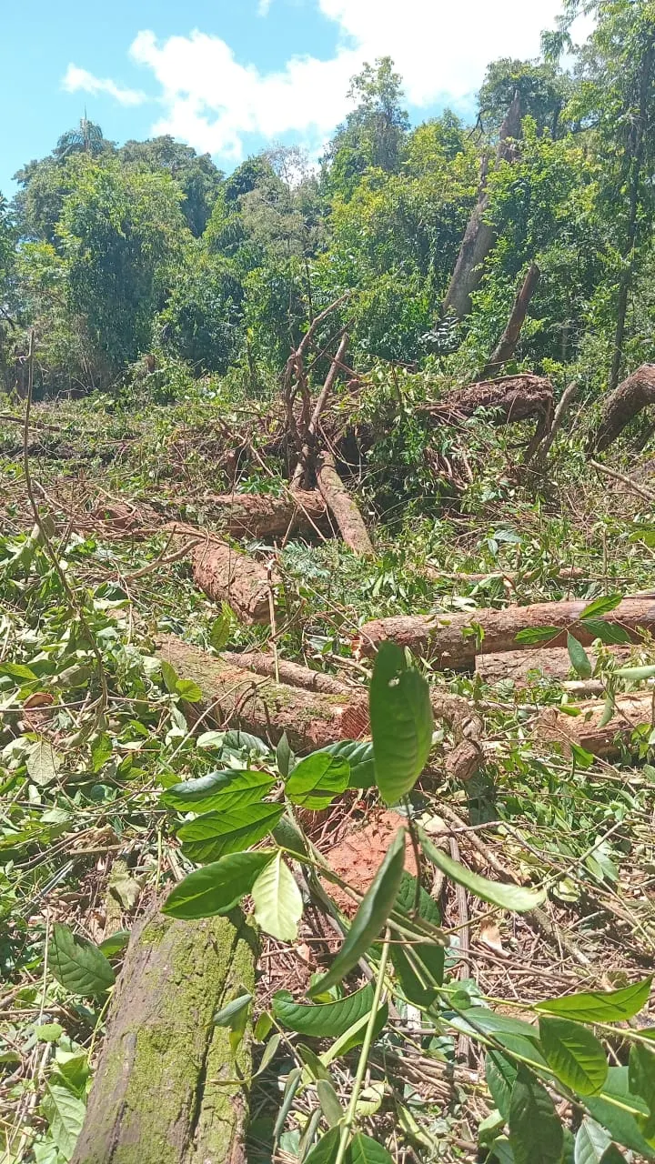 Small farm for sale of 48 acres in Avaré, SP, Brazil