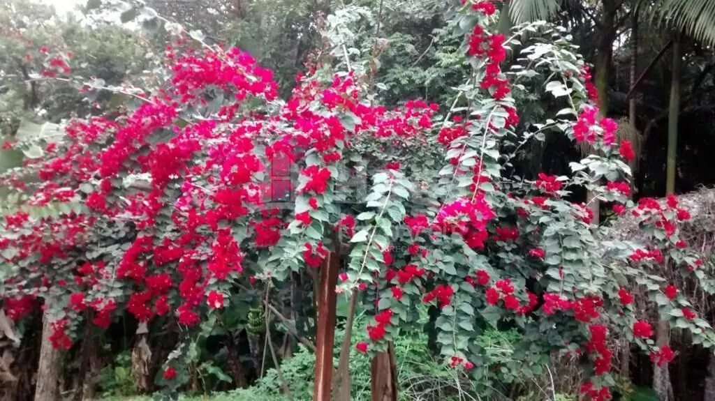 Chácara à venda de 3 ha em Camboriú, SC, Brasil