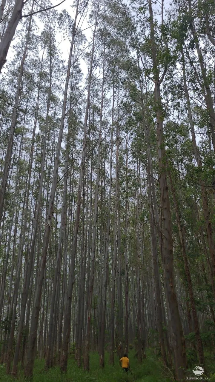 Farm for sale of 331 acres in Guaratinguetá, SP, Brazil