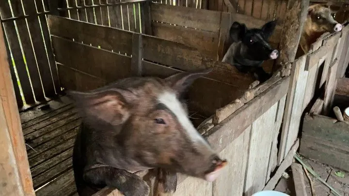 Chácara à venda de 1 ha em Nova Hartz, RS, Brasil