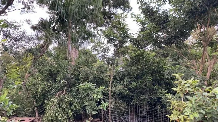 Chácara à venda de 1 ha em Nova Hartz, RS, Brasil