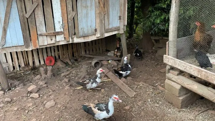 Chácara à venda de 1 ha em Nova Hartz, RS, Brasil