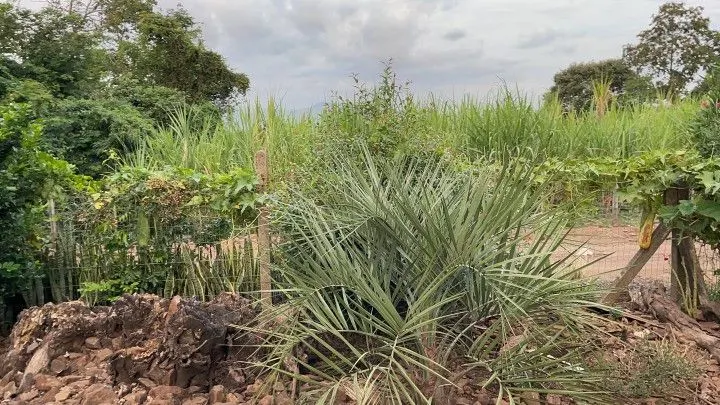 Chácara à venda de 1 ha em Nova Hartz, RS, Brasil