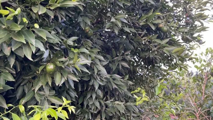 Chácara à venda de 1 ha em Nova Hartz, RS, Brasil