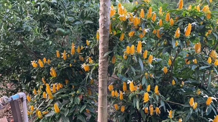 Chácara à venda de 1 ha em Nova Hartz, RS, Brasil