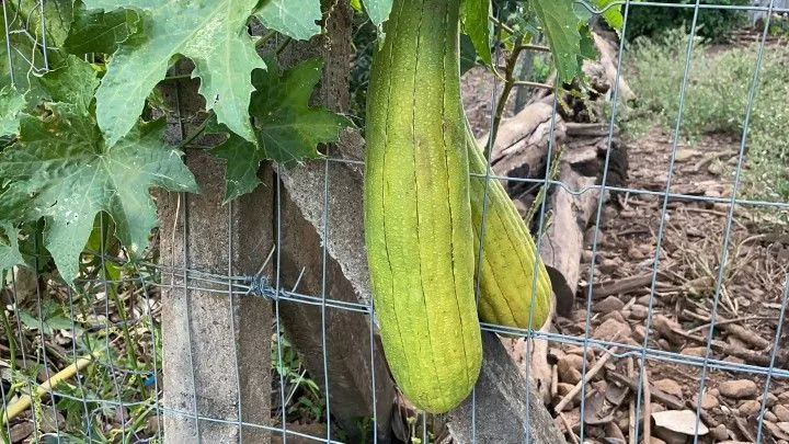 Chácara à venda de 1 ha em Nova Hartz, RS, Brasil