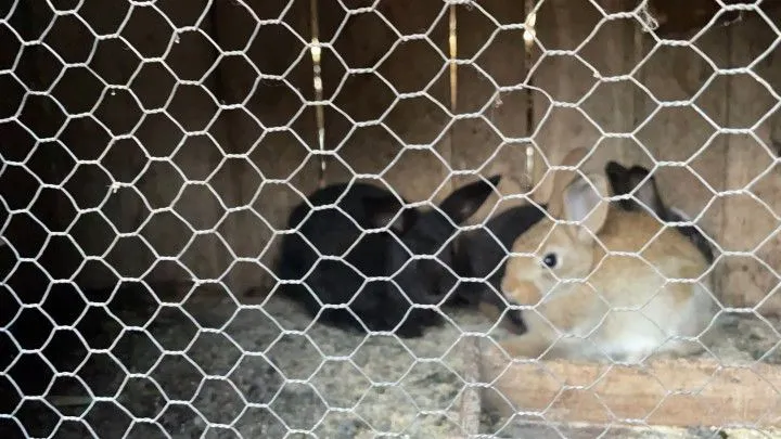 Chácara à venda de 1 ha em Nova Hartz, RS, Brasil