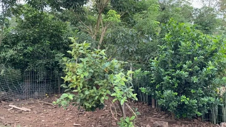 Chácara à venda de 1 ha em Nova Hartz, RS, Brasil