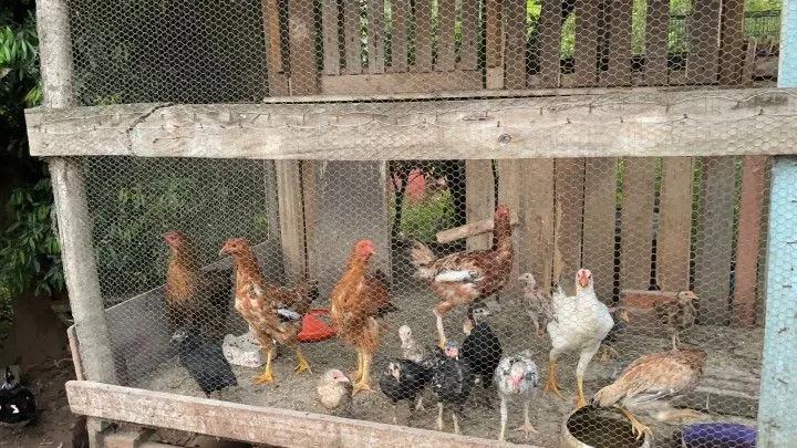 Chácara à venda de 1 ha em Nova Hartz, RS, Brasil