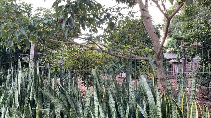 Chácara à venda de 1 ha em Nova Hartz, RS, Brasil