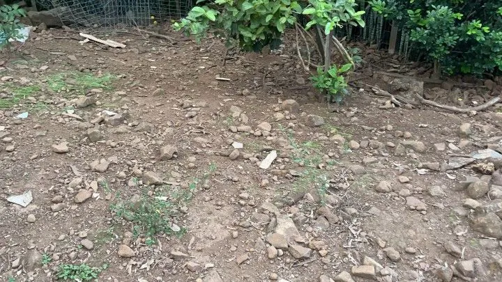 Chácara à venda de 1 ha em Nova Hartz, RS, Brasil