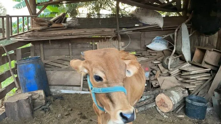 Chácara à venda de 1 ha em Nova Hartz, RS, Brasil