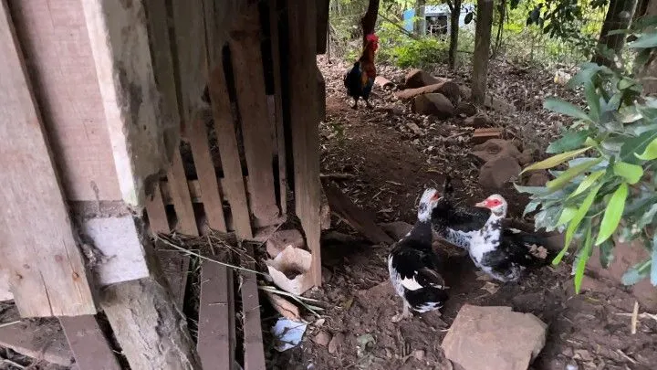 Chácara à venda de 1 ha em Nova Hartz, RS, Brasil