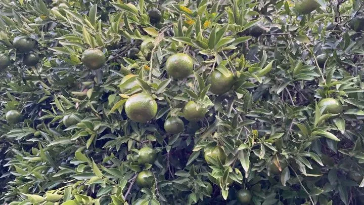Chácara à venda de 1 ha em Nova Hartz, RS, Brasil