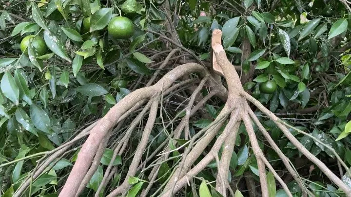 Chácara à venda de 1 ha em Nova Hartz, RS, Brasil
