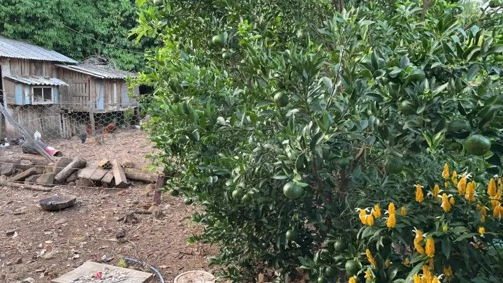 Chácara à venda de 1 ha em Nova Hartz, RS, Brasil