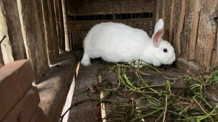 Chácara à venda de 1 ha em Nova Hartz, RS, Brasil