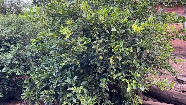 Chácara à venda de 1 ha em Nova Hartz, RS, Brasil