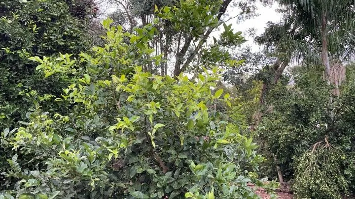 Chácara à venda de 1 ha em Nova Hartz, RS, Brasil