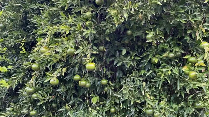 Chácara à venda de 1 ha em Nova Hartz, RS, Brasil