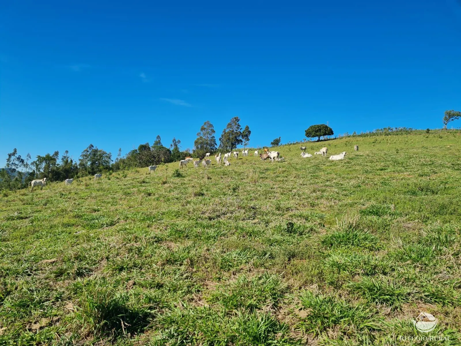 Fazenda à venda de 822 ha em Jacutinga, MG, Brasil