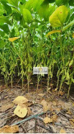 Fazenda à venda de 2.468 ha em Araguaína, TO, Brasil
