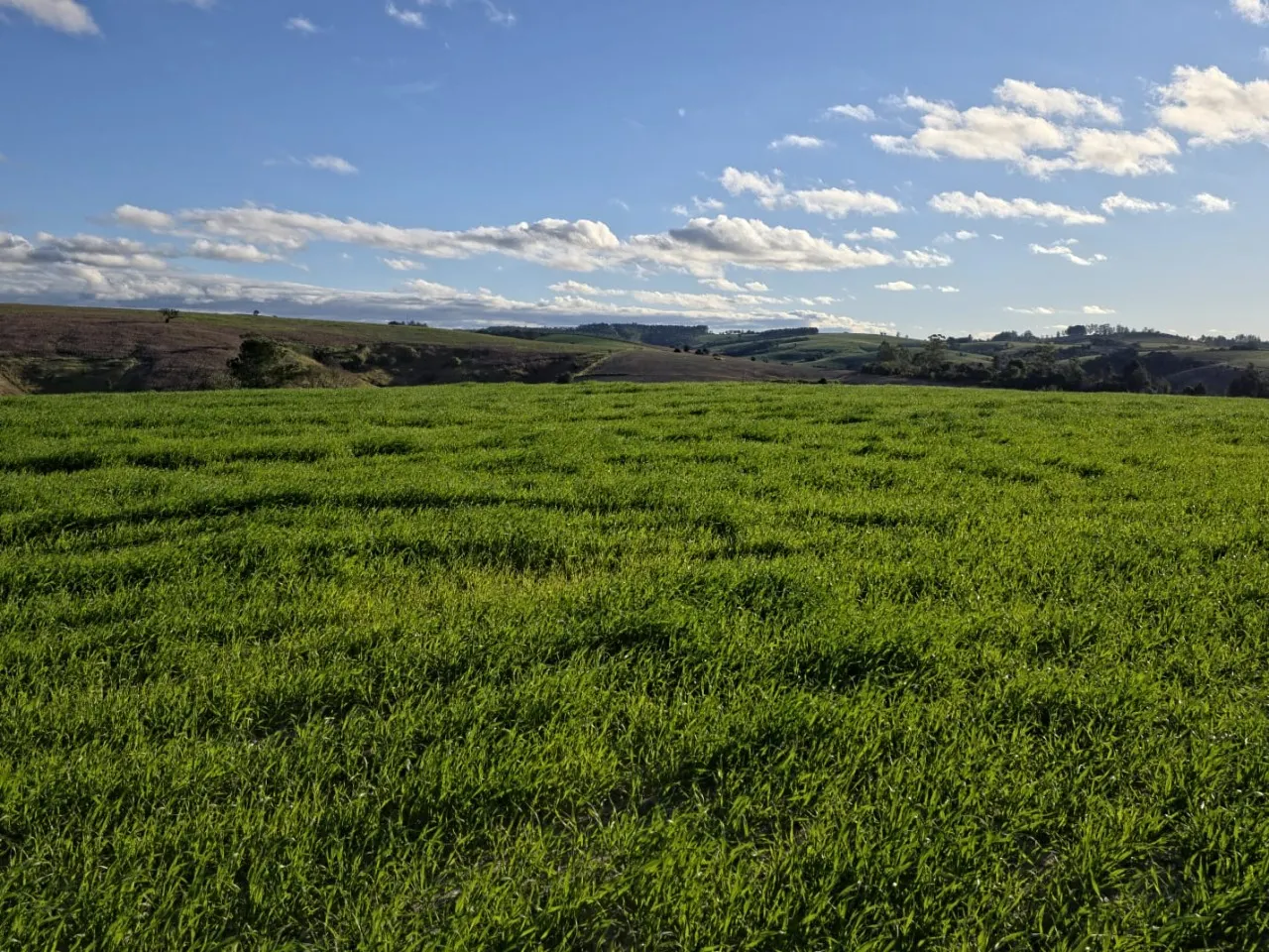 Fazenda à venda de 116 ha em Itapetininga, SP, Brasil