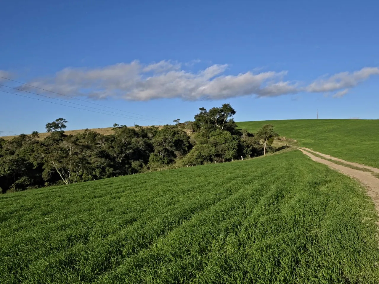 Fazenda à venda de 116 ha em Itapetininga, SP, Brasil