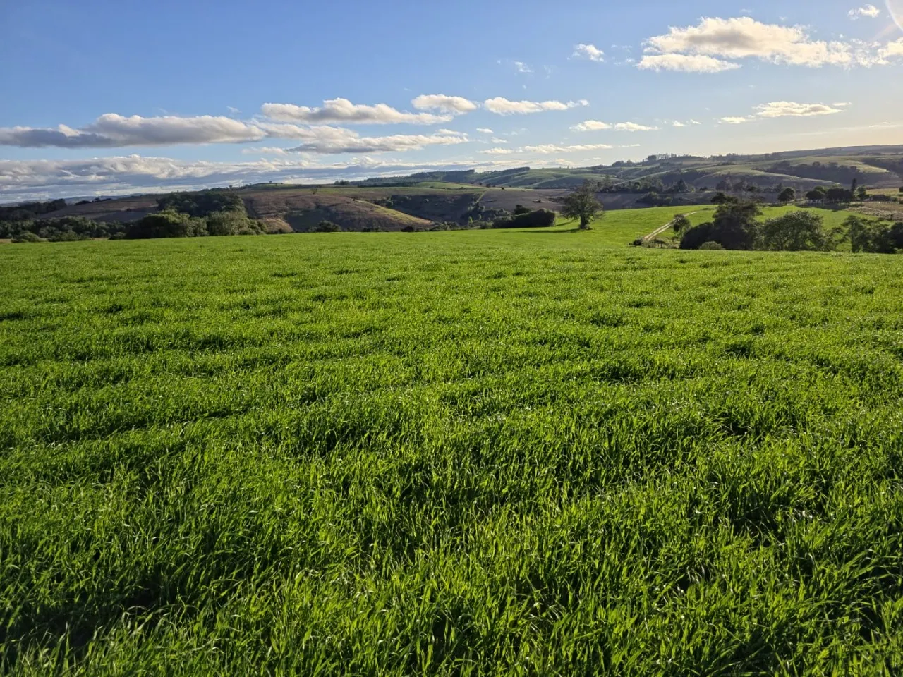 Fazenda à venda de 116 ha em Itapetininga, SP, Brasil