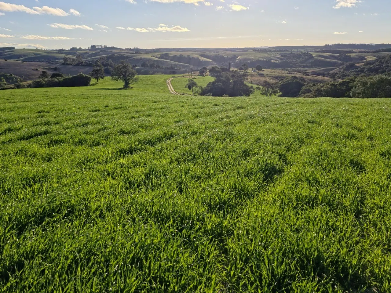 Fazenda à venda de 116 ha em Itapetininga, SP, Brasil