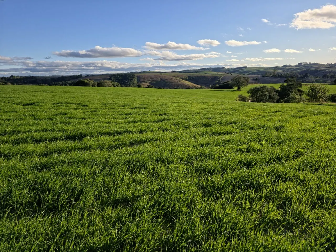 Fazenda à venda de 116 ha em Itapetininga, SP, Brasil
