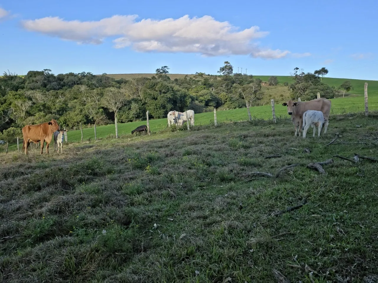 Fazenda à venda de 116 ha em Itapetininga, SP, Brasil