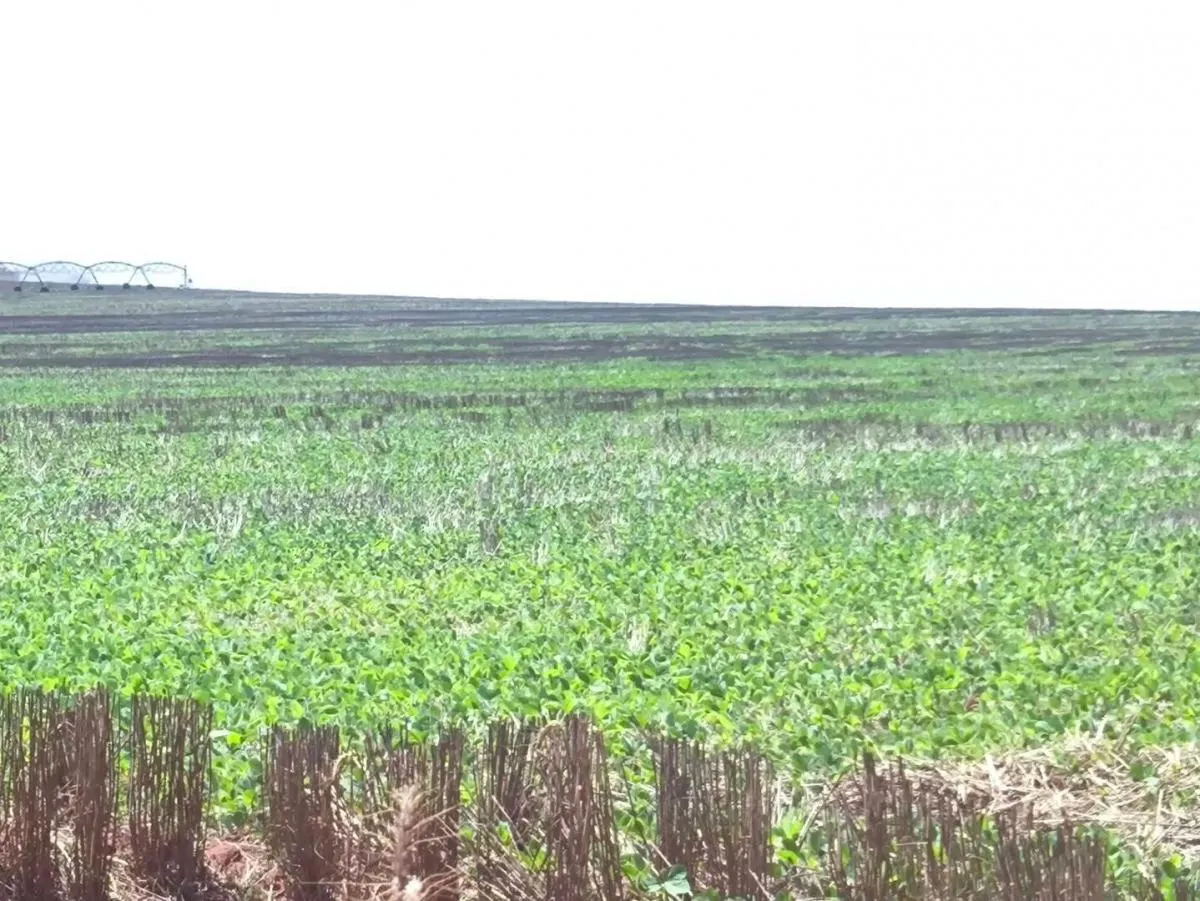 Fazenda à venda de 1.670 ha em Itaberá, SP, Brasil