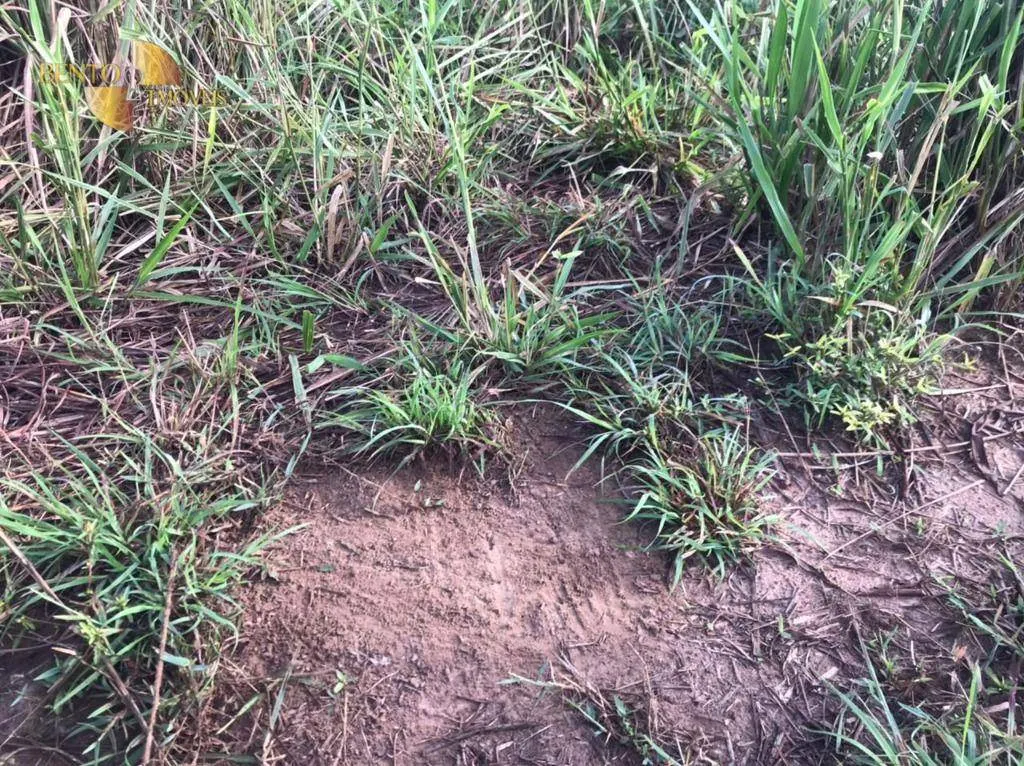 Fazenda à venda de 1.200 ha em Acorizal, MT, Brasil