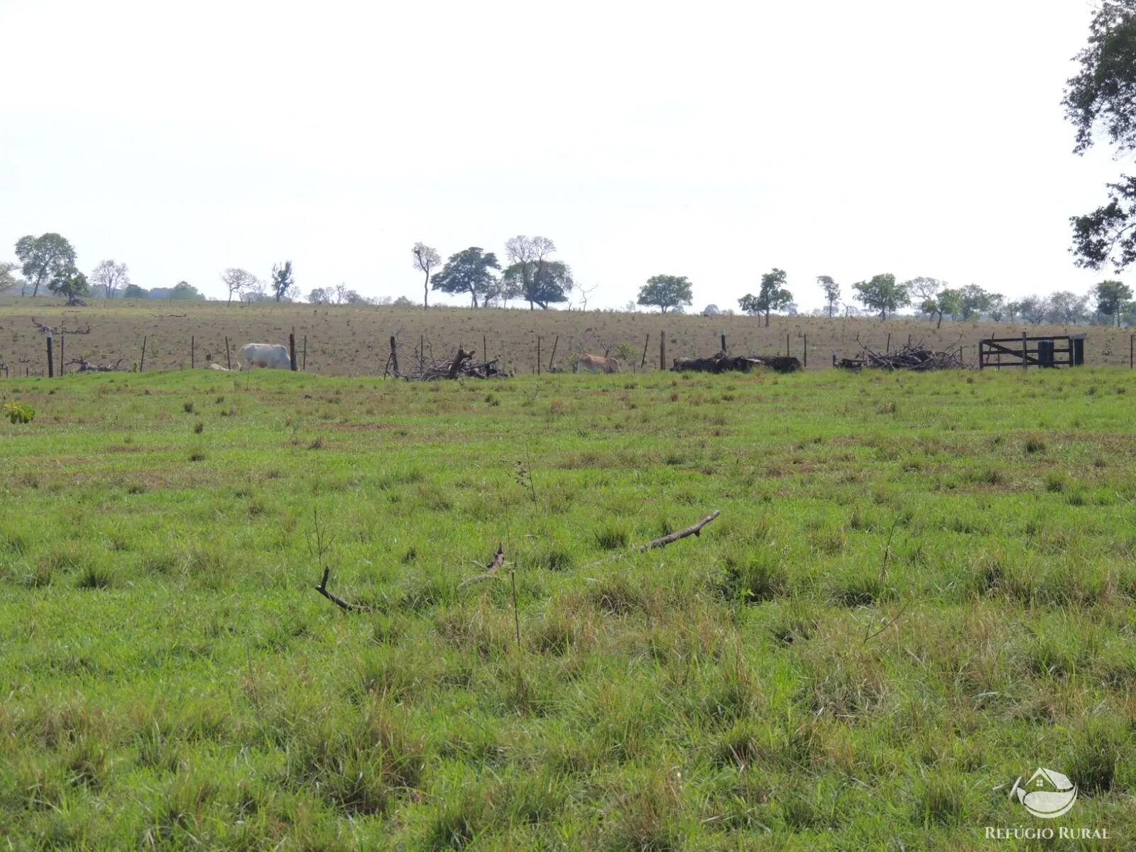 Fazenda à venda de 2.420 ha em Chapadão do Sul, MS, Brasil