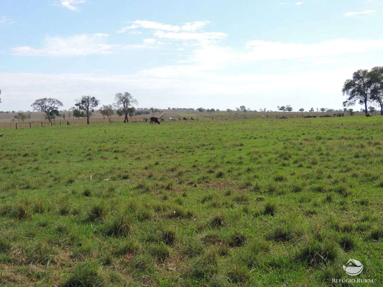Fazenda à venda de 2.420 ha em Chapadão do Sul, MS, Brasil
