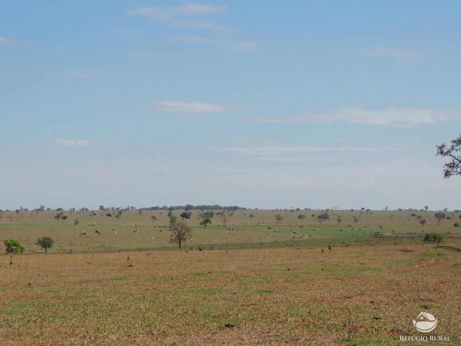 Fazenda à venda de 2.420 ha em Chapadão do Sul, MS, Brasil