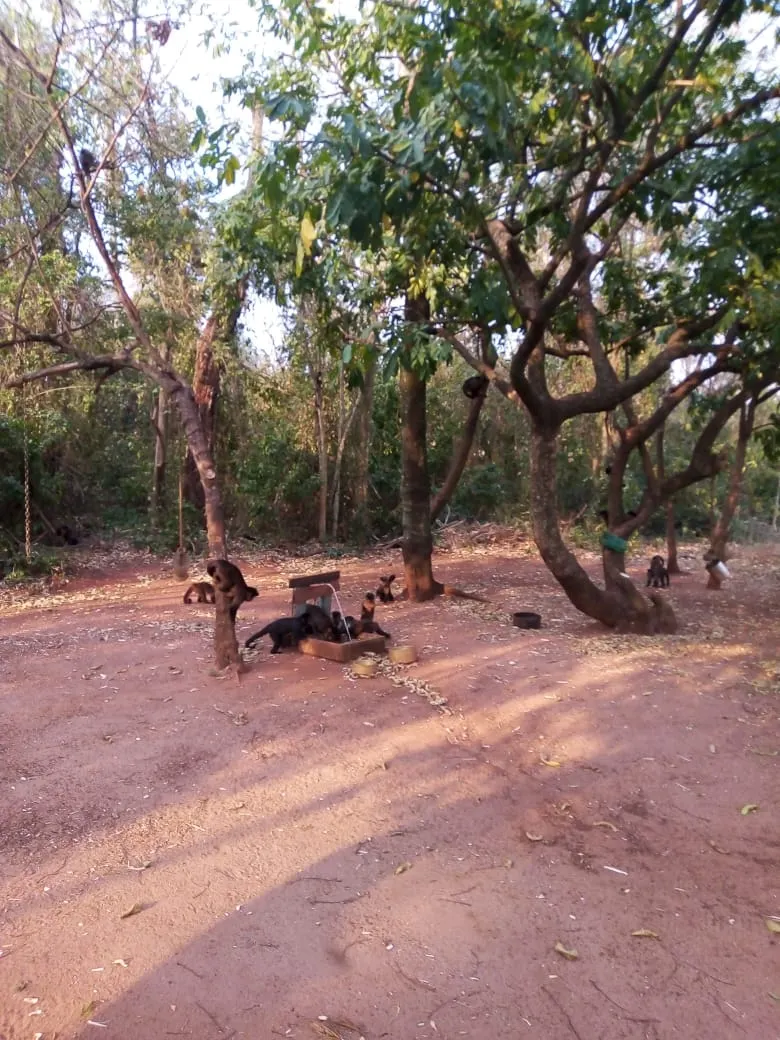 Sítio à venda de 22 ha em Itaju, SP, Brasil
