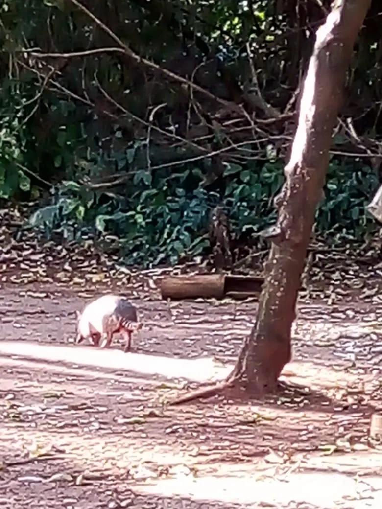 Sítio à venda de 22 ha em Itaju, SP, Brasil