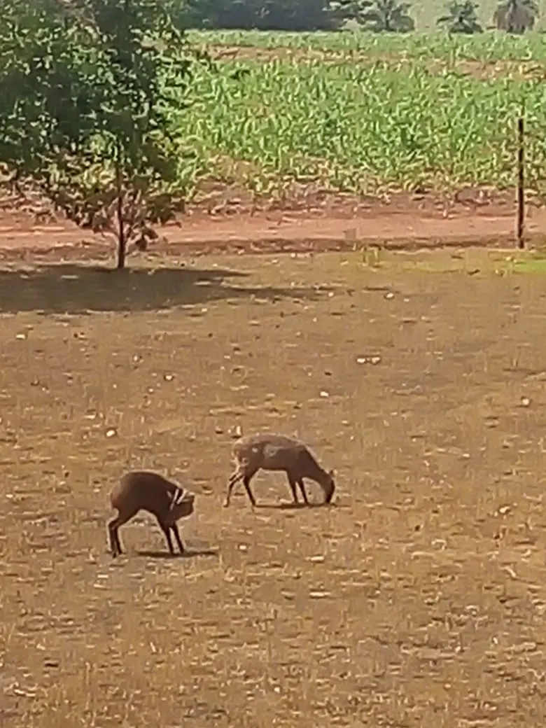 Sítio à venda de 22 ha em Itaju, SP, Brasil