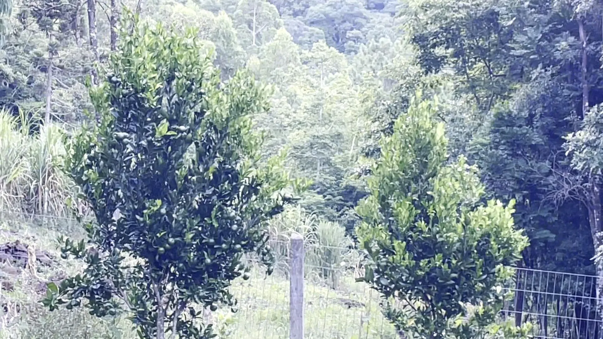 Terreno à venda de 3 ha em São Francisco de Paula, RS, Brasil