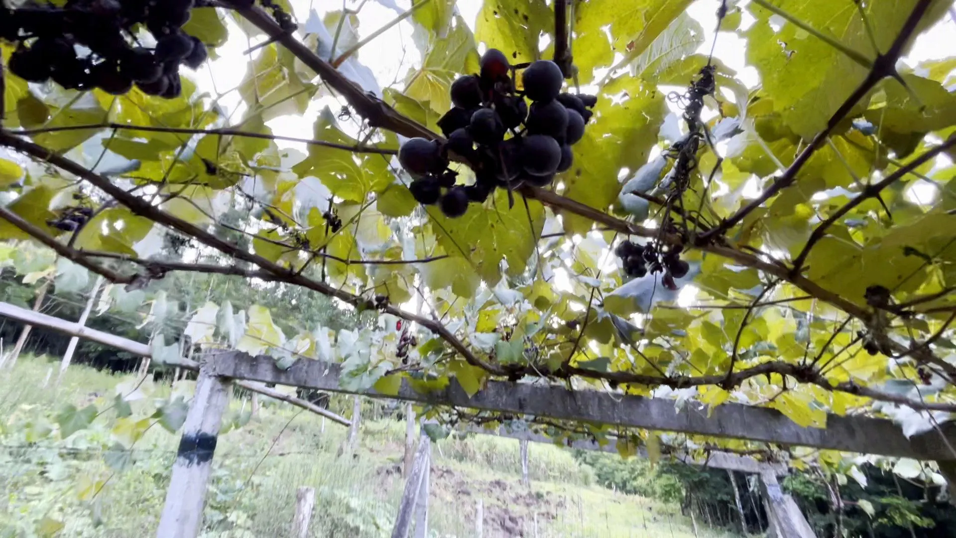 Terreno à venda de 3 ha em São Francisco de Paula, RS, Brasil