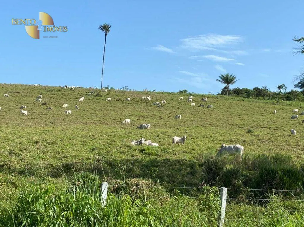 Fazenda à venda de 900 ha em Rorainópolis, RR, Brasil