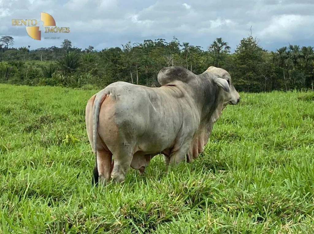 Fazenda à venda de 900 ha em Rorainópolis, RR, Brasil