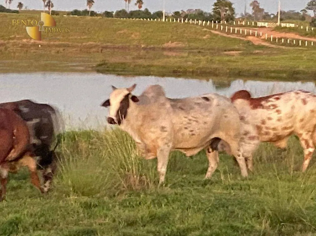 Fazenda à venda de 900 ha em Rorainópolis, RR, Brasil