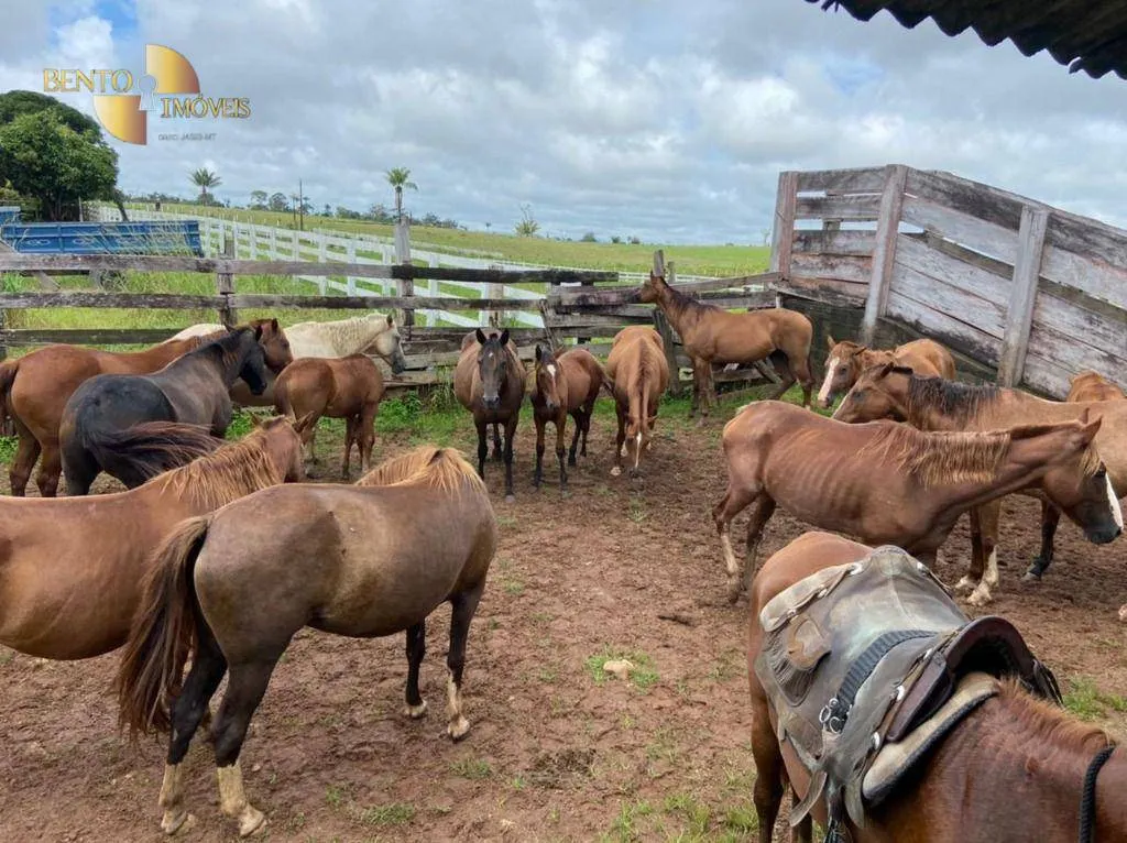 Fazenda à venda de 900 ha em Rorainópolis, RR, Brasil