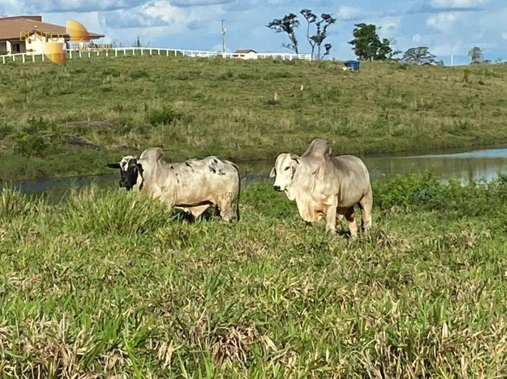Fazenda à venda de 900 ha em Rorainópolis, RR, Brasil