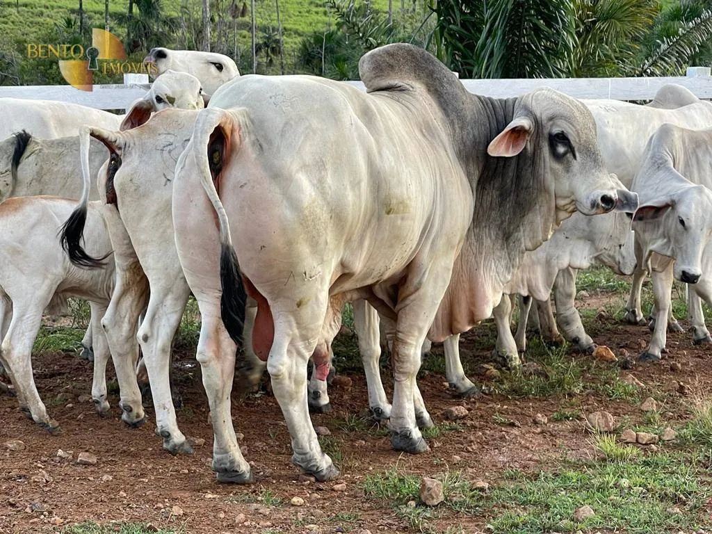 Fazenda à venda de 900 ha em Rorainópolis, RR, Brasil