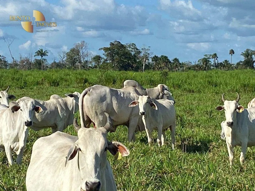 Fazenda à venda de 900 ha em Rorainópolis, RR, Brasil