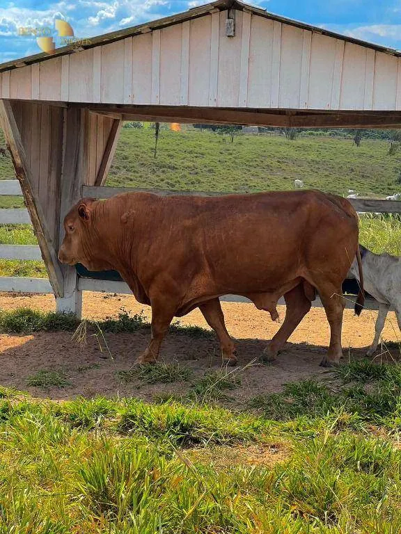 Fazenda à venda de 900 ha em Rorainópolis, RR, Brasil